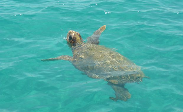 Żółw pływający w turkusowej wodzie