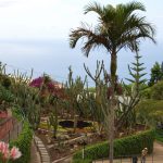 Madera - ogród - palmy, kaktusy